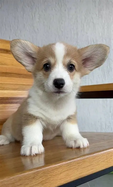 Corgi Puppies