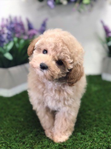 Poodle Puppies